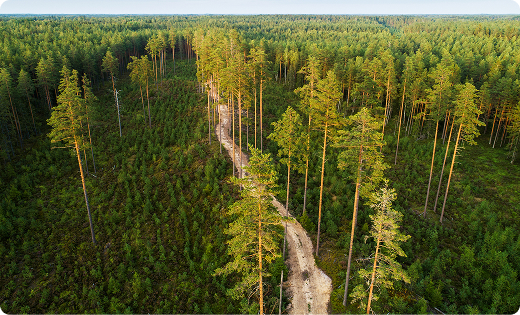 임도 조성된 숲 전경
