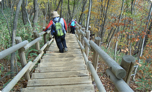 숲길 데크를 걷는 탐방객
