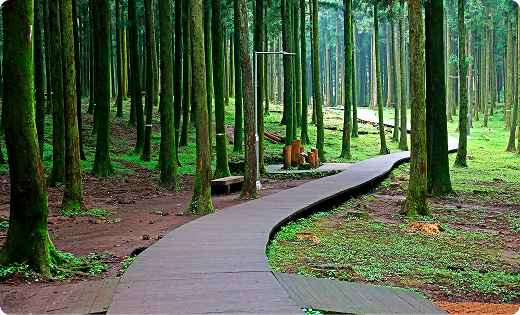 녹색 산책로 전경