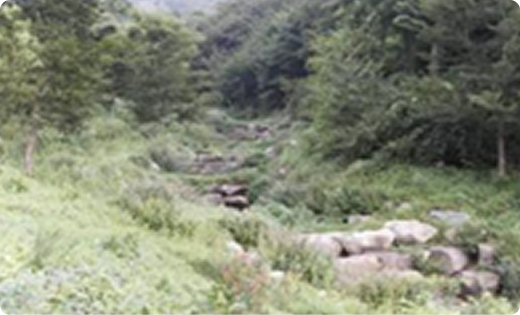 계류와 주변 식생 복원 현장