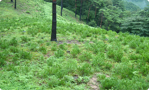 암반 지형 복원 구간