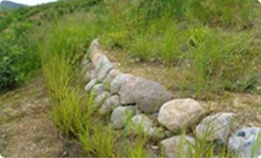 자생식물 식재 후 생육 구간