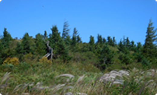 복원 완료 후 산림 전경