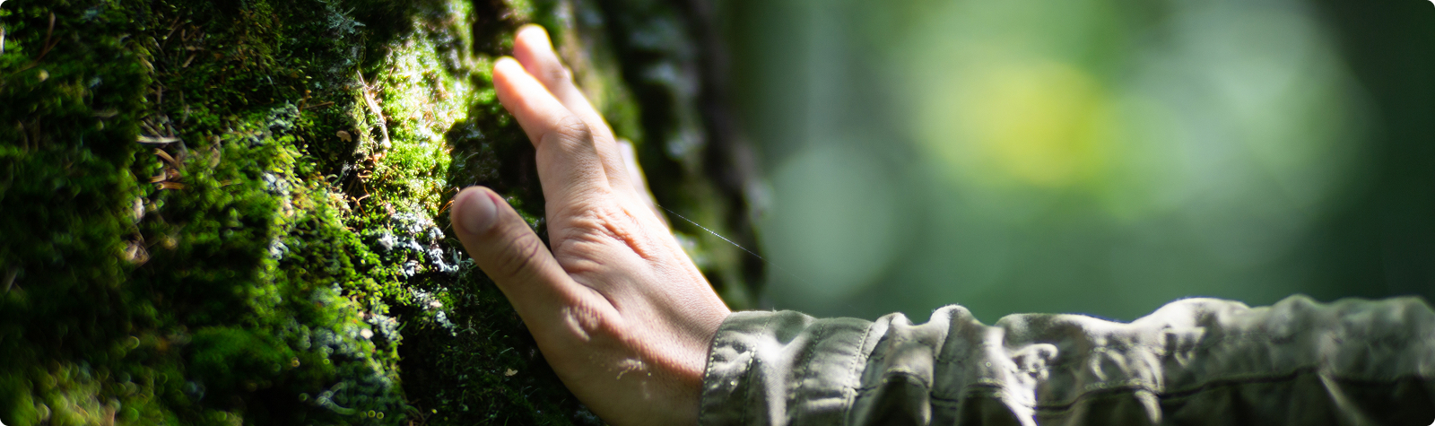이끼 낀 나무를 손으로 짚고 있는 산림복원 현장
